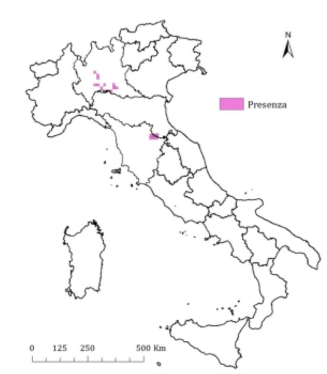 distribuzione italia procione