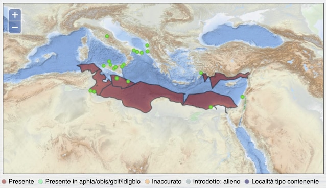 distribuzione lumaca vampiro