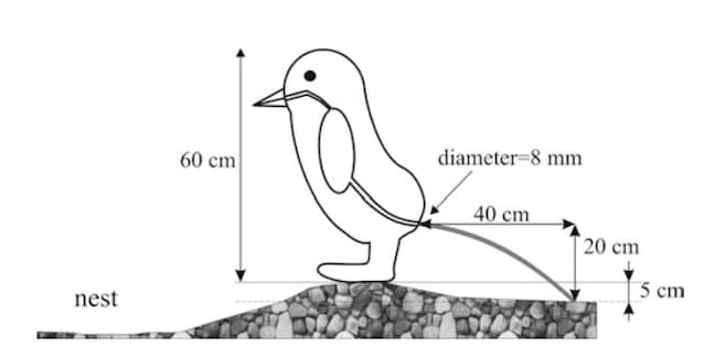 studio 1 cacca pinguini