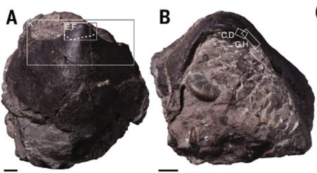 mandibola più grande di N. haggarti