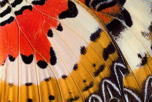 ali farfalle struttura a scale