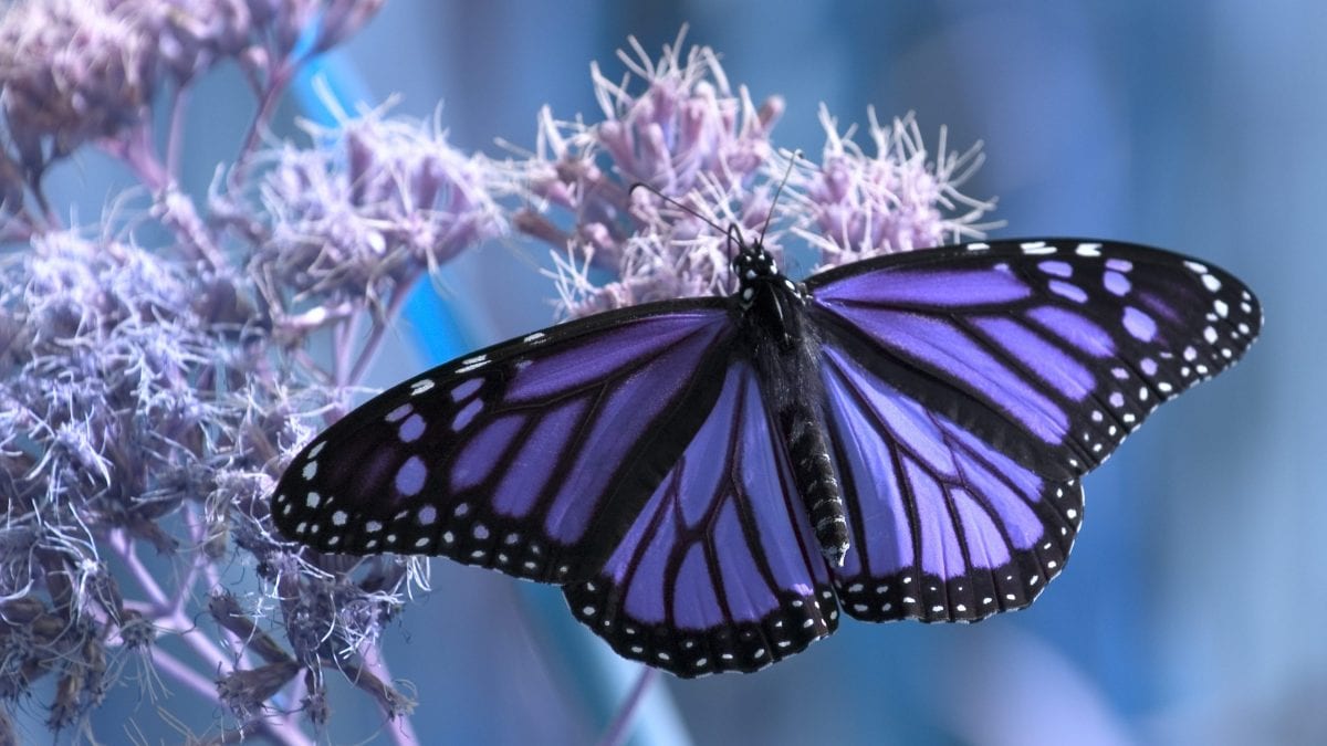 ali farfalle struttura e funzioni