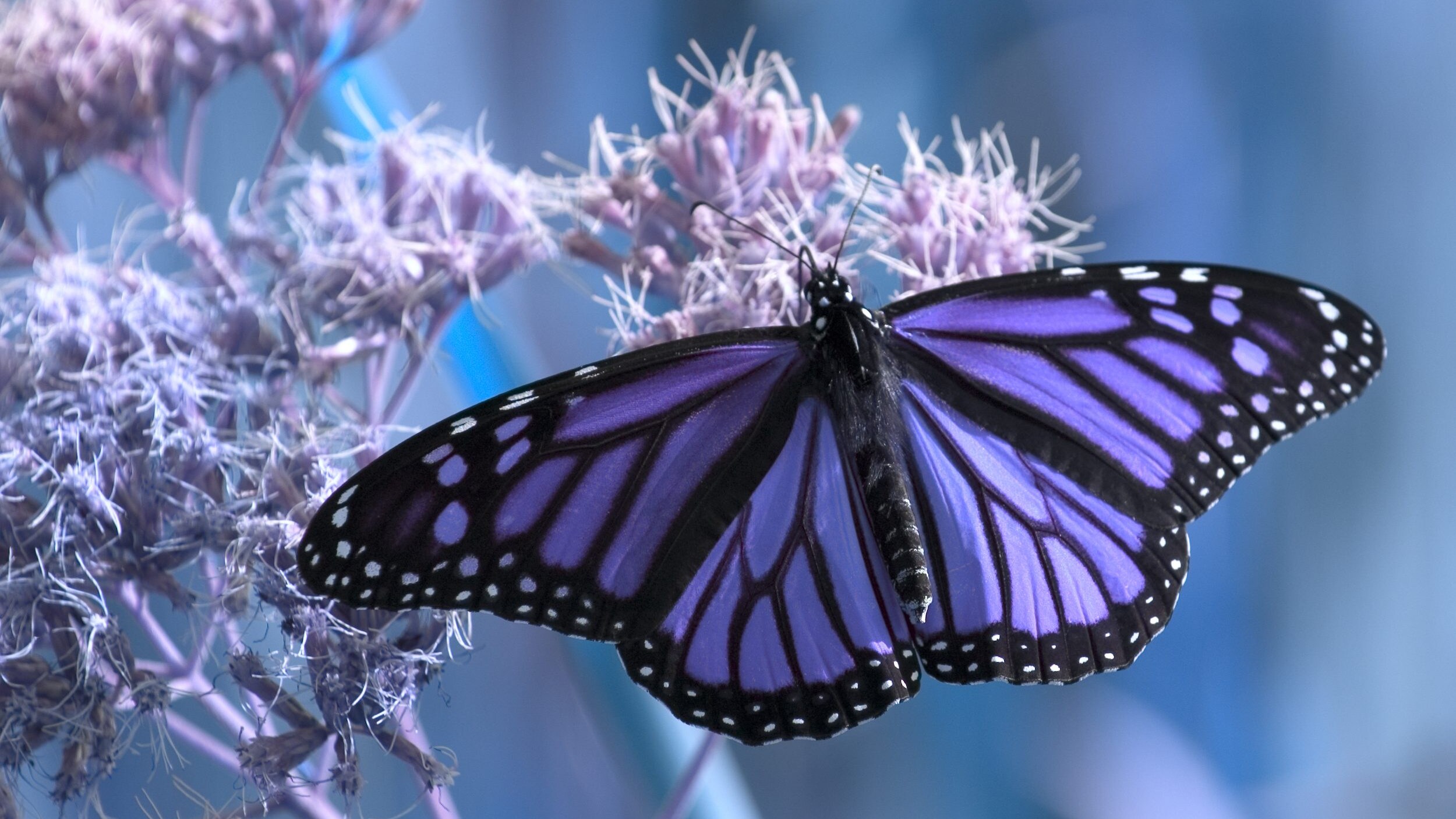 ali farfalle struttura e funzioni