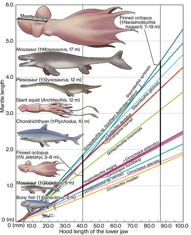 dimensioni predatori creataceo