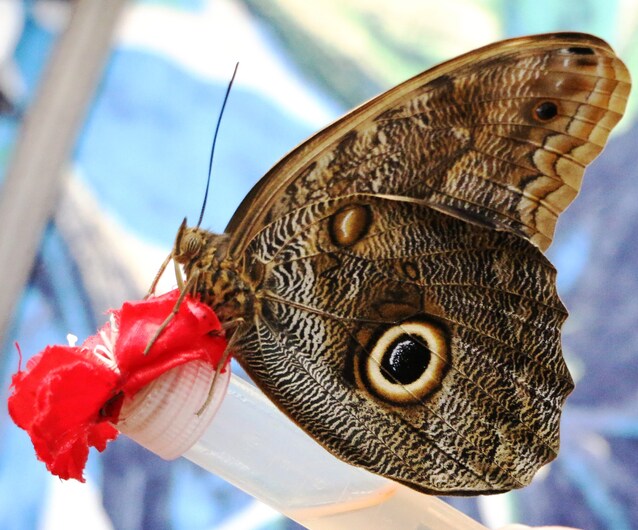 disegni ali farfalla