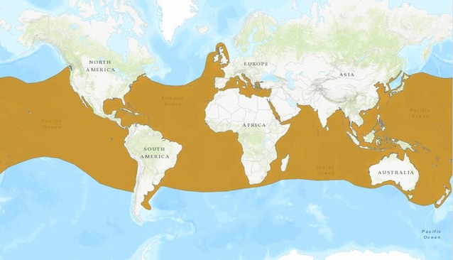 distribuzione squalo mako