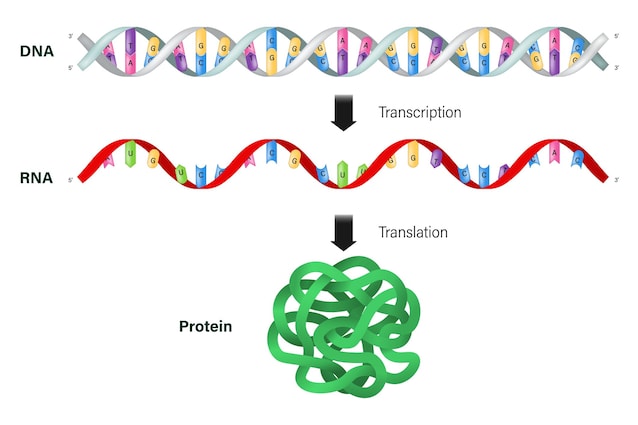 dogma centrale della biologia