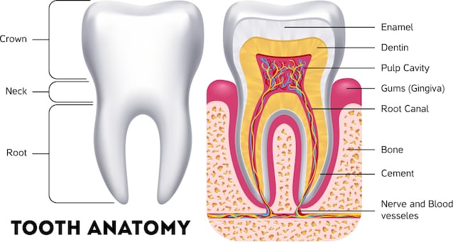 anatomia denti