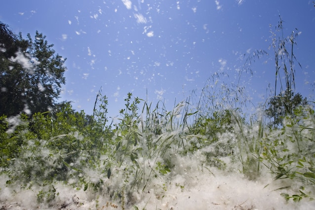pappi dei pioppi in un prato