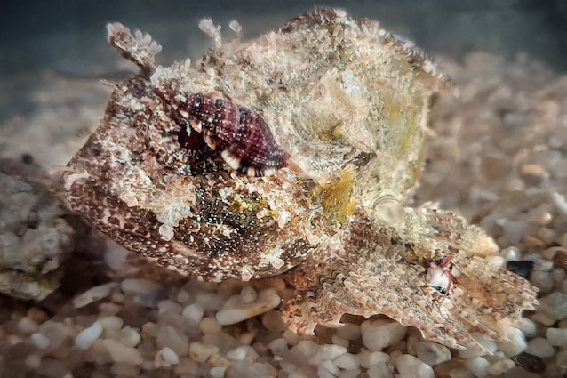 lumaca vampiro caccia