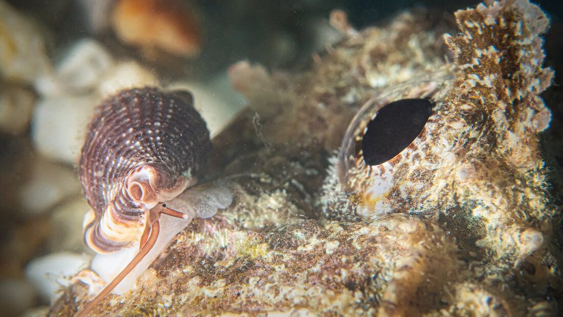 lumaca vampiro occhio pesce