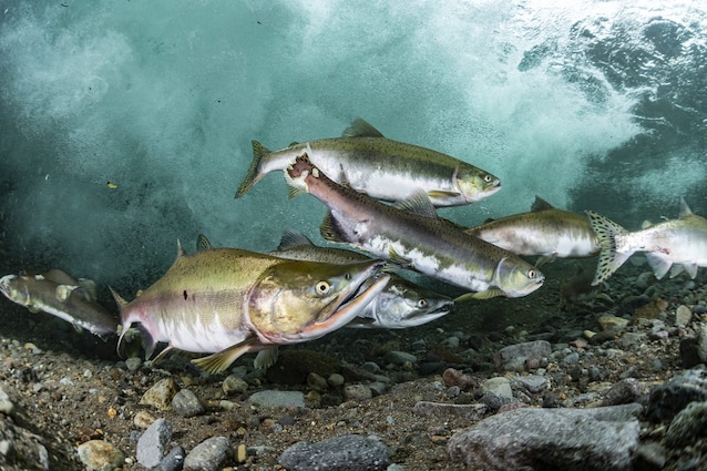 salmoni