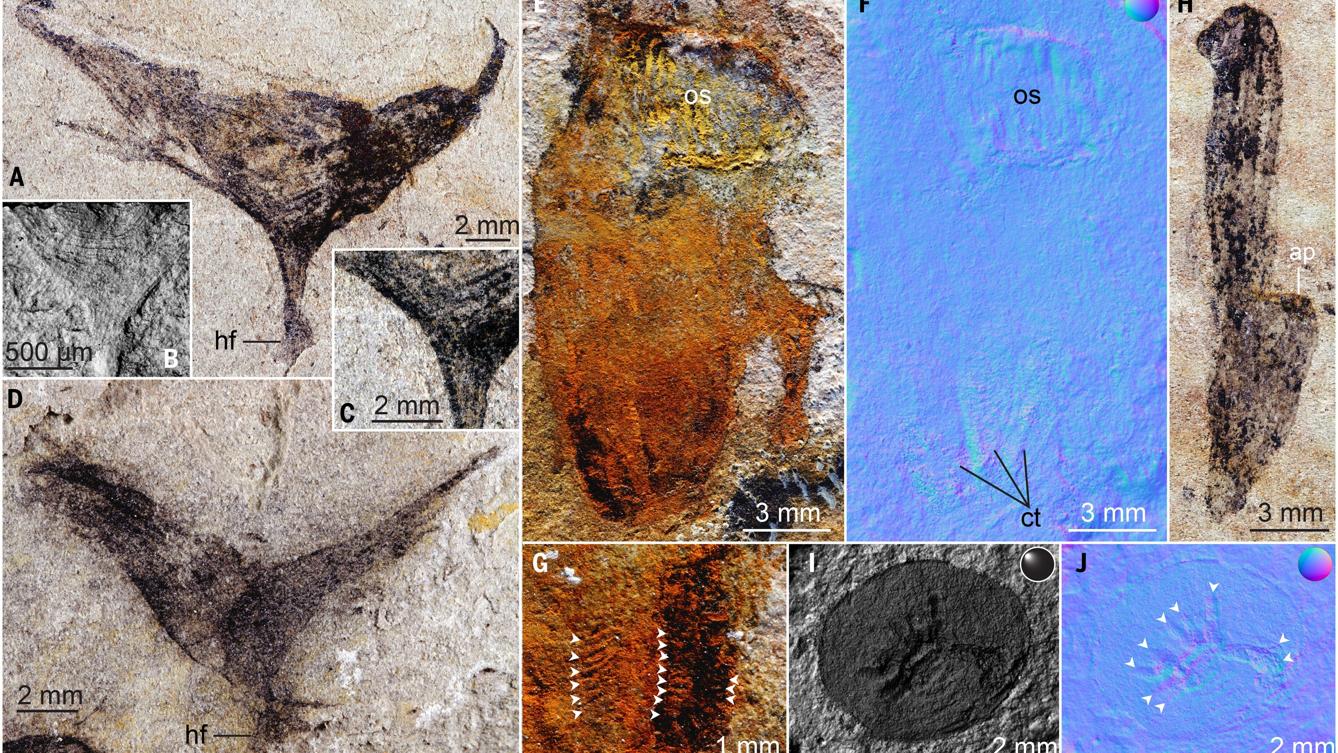 Scoperti fossili antichi oltre 500 mln di anni in Cina: oltre 700 esemplari di animali a Jiangchuan