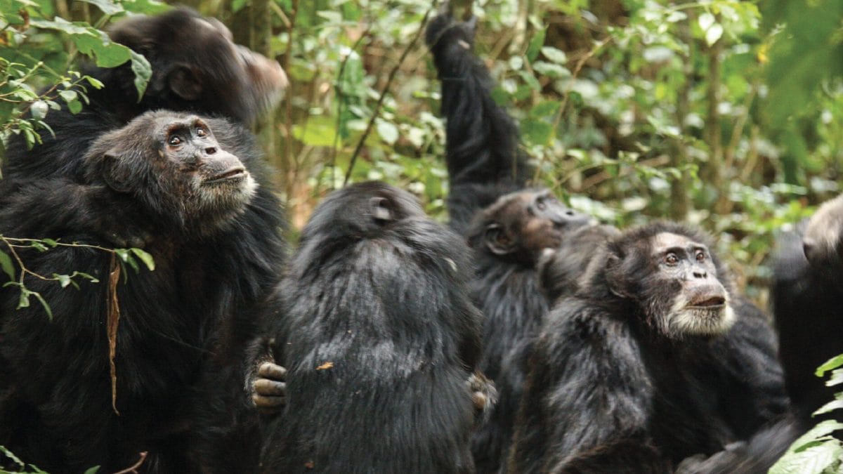 scimpanze uganda