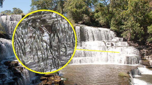 thumb pesci scalatori