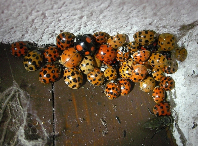 Ulteriori dettagli Un gruppo svernante di Harmonia axyridis