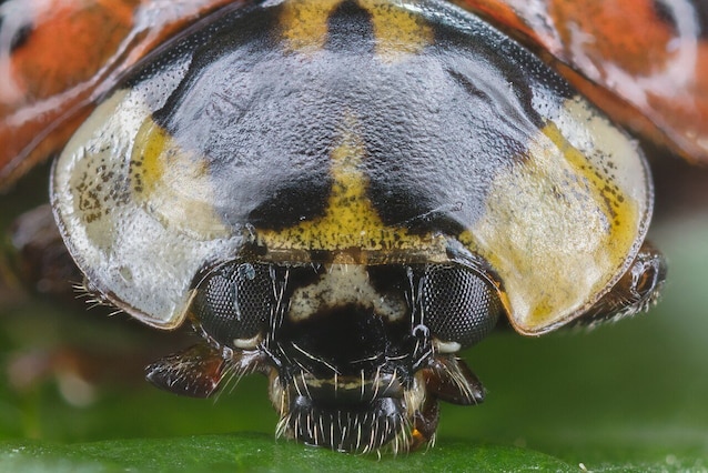 M sulla testa coccinella arlechino