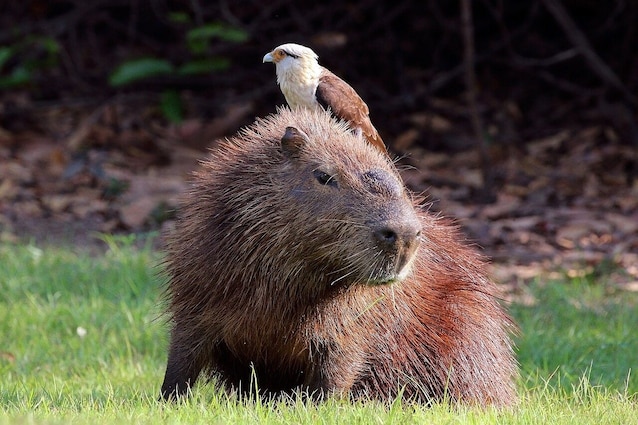 1280px-Yellow-headed_caracara_(Milvago_chimachima)_on_capybara_(Hydrochoeris_hydrochaeris)