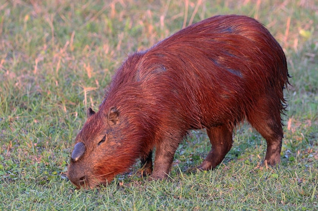Capybara_(Hydrochoerus_hydrochaeris)_alpha_male