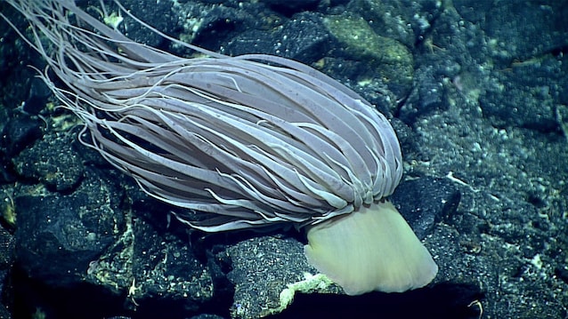anemone gigante di mare