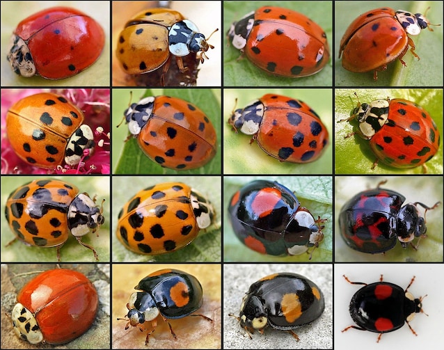 Harmonia_axyridis01