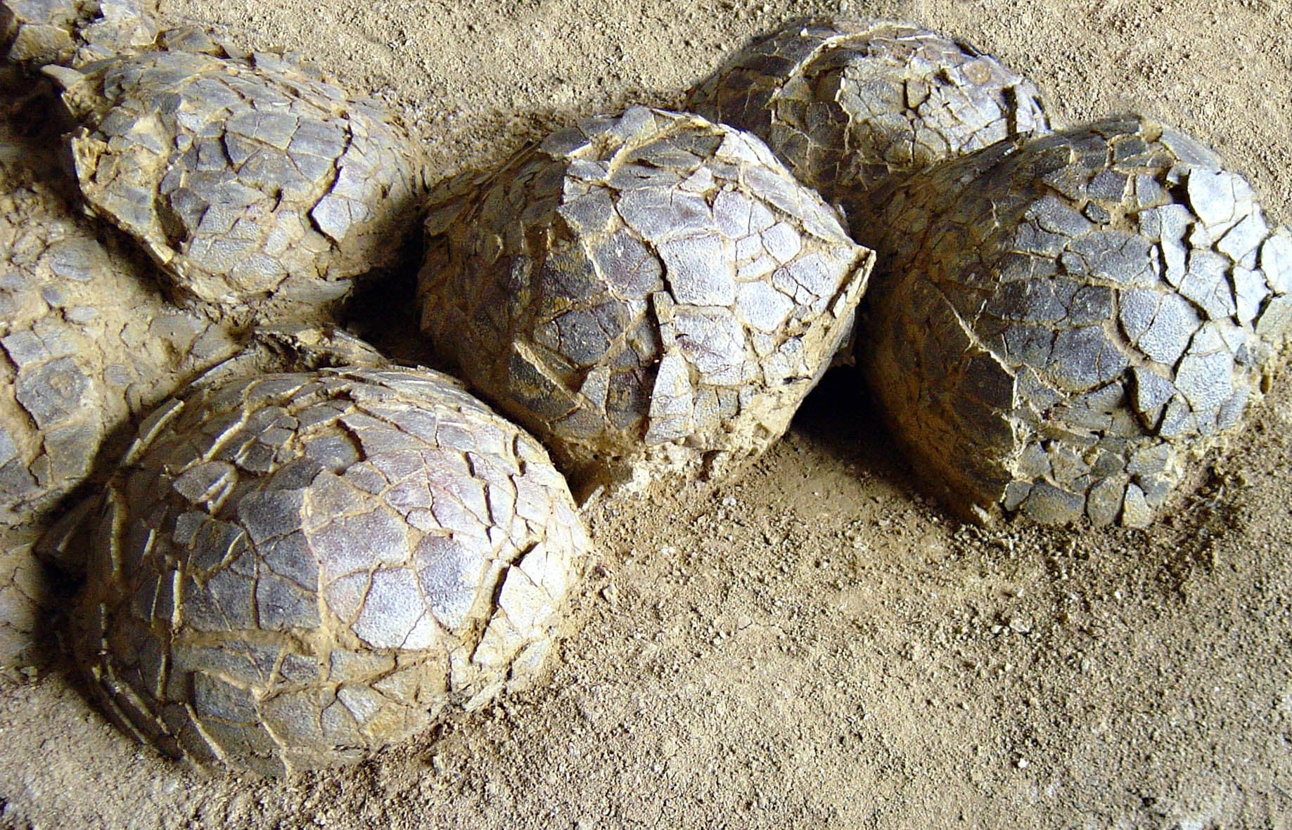 Mèze: oltre 100 uova dinosauro riscrivono la storia paleoclimatica del Cretaceo