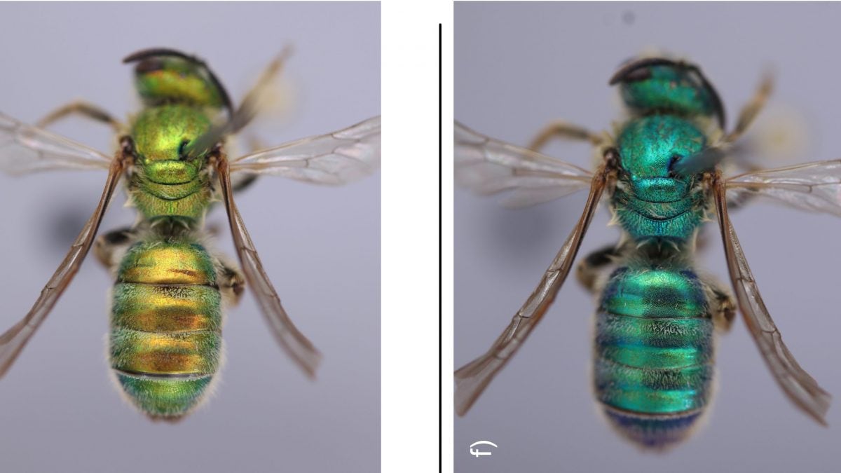 api che cambiano colore umidità