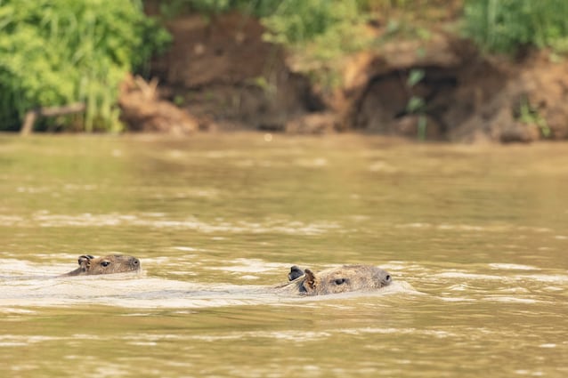 capiobara nuota