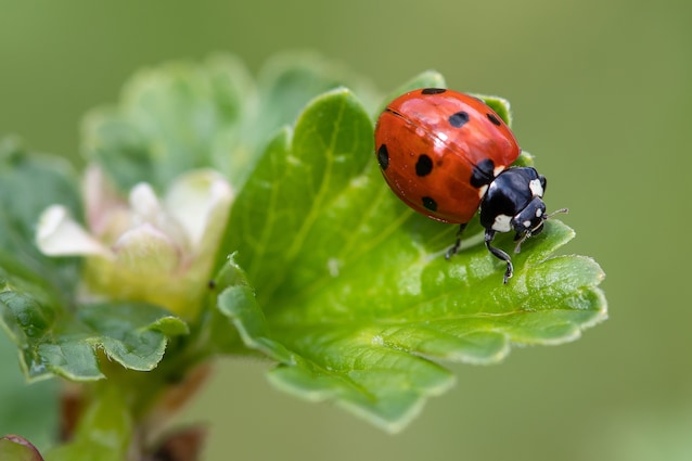 coccinella comune