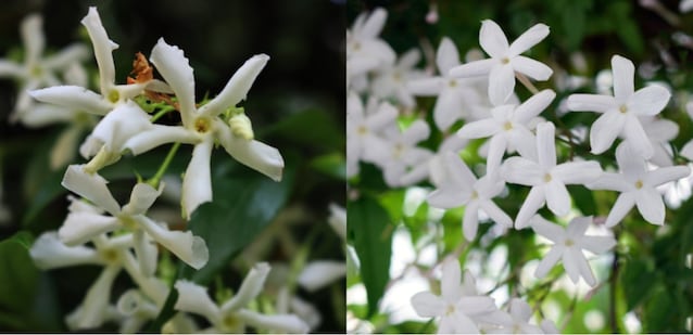 differenze fiori gelsomino e falso gelsomino