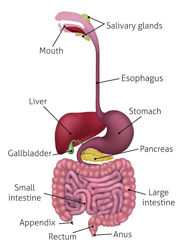 esofago anatomia