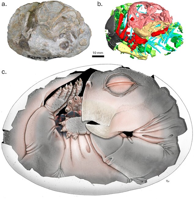 fossile mammifero in un uovo