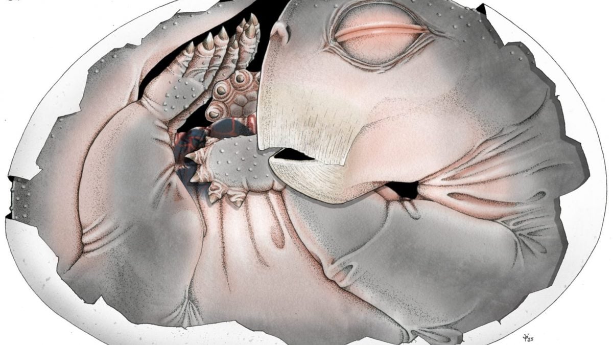 fossile-mammifero-ricostruzione