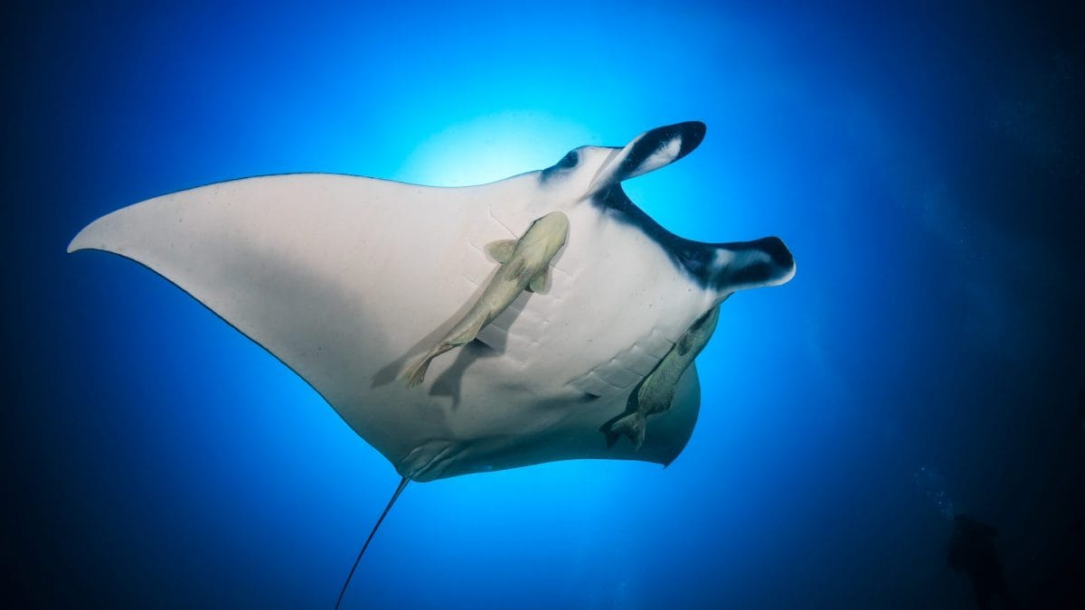 remora attaccata a una Grande manta oceanica (Manta birostris)