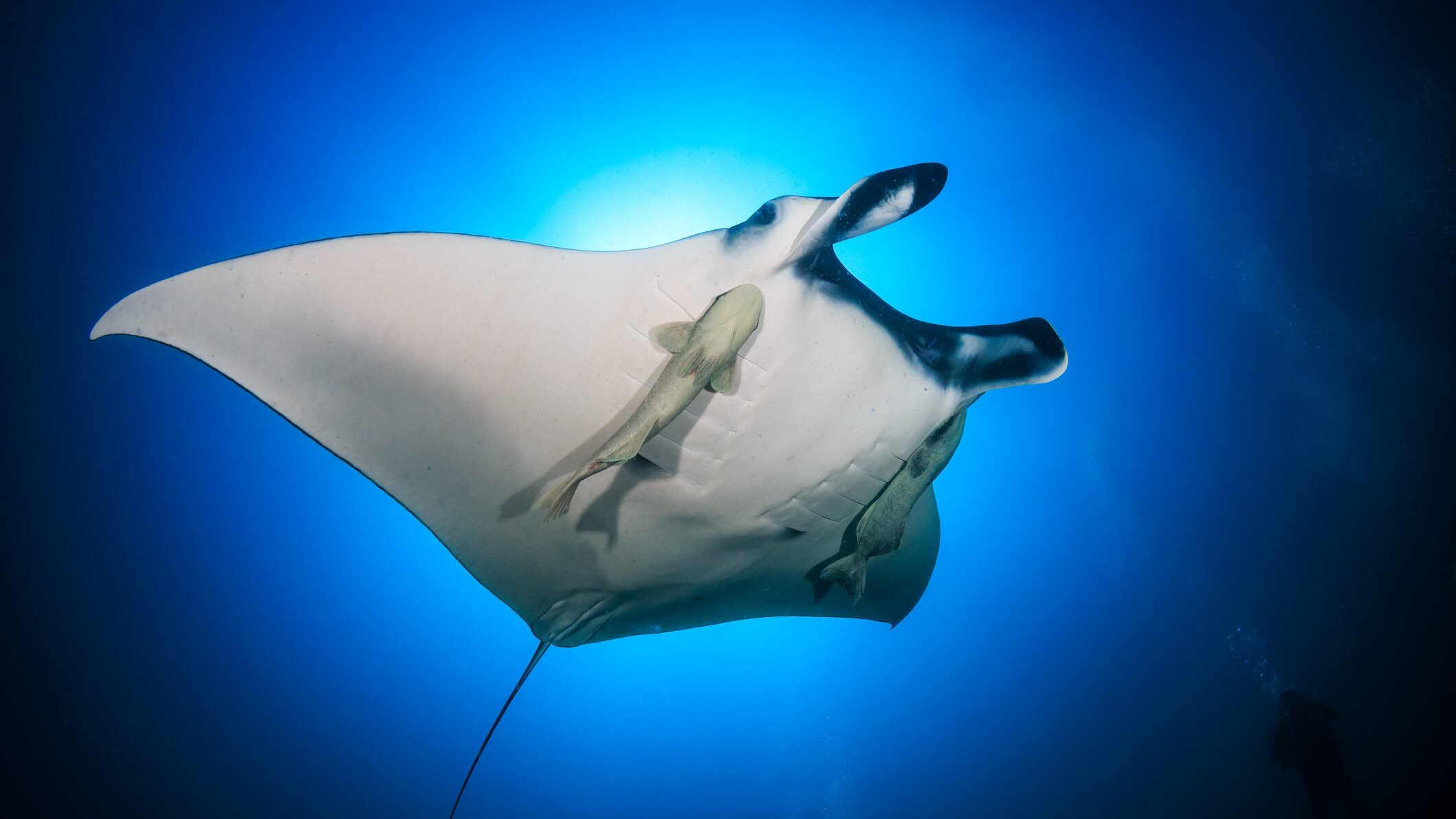 remora attaccata a una Grande manta oceanica (Manta birostris)