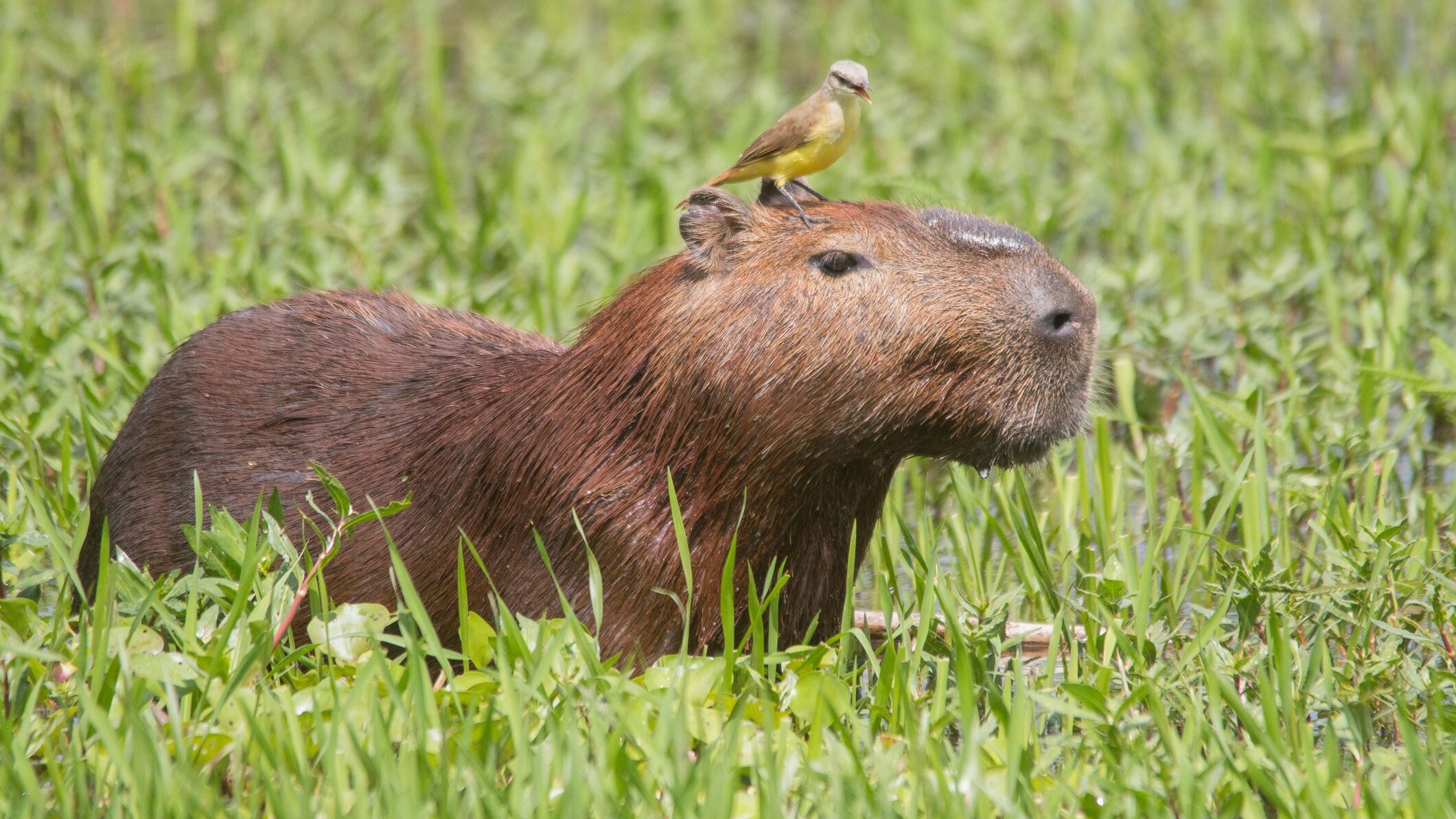 capibara uccello
