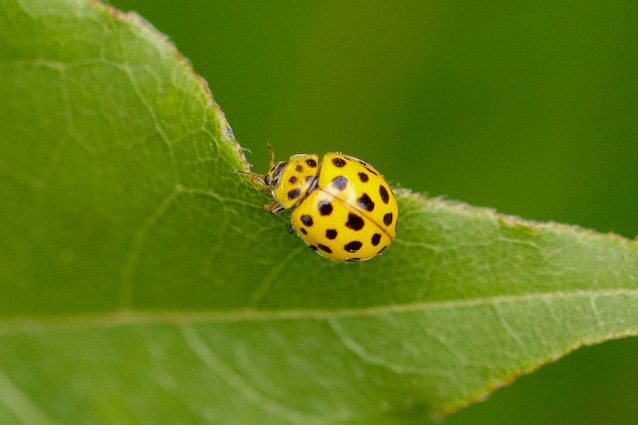 Psyllobora vigintiduopunctata
