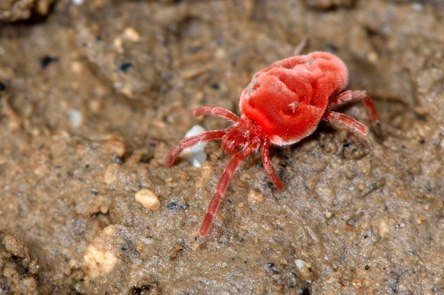 ragentto rosso