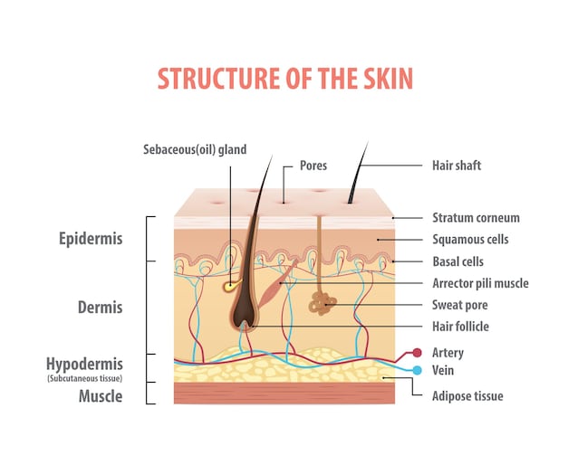anatomia pelle pelo