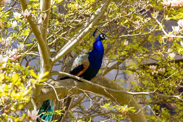 pavone su albero