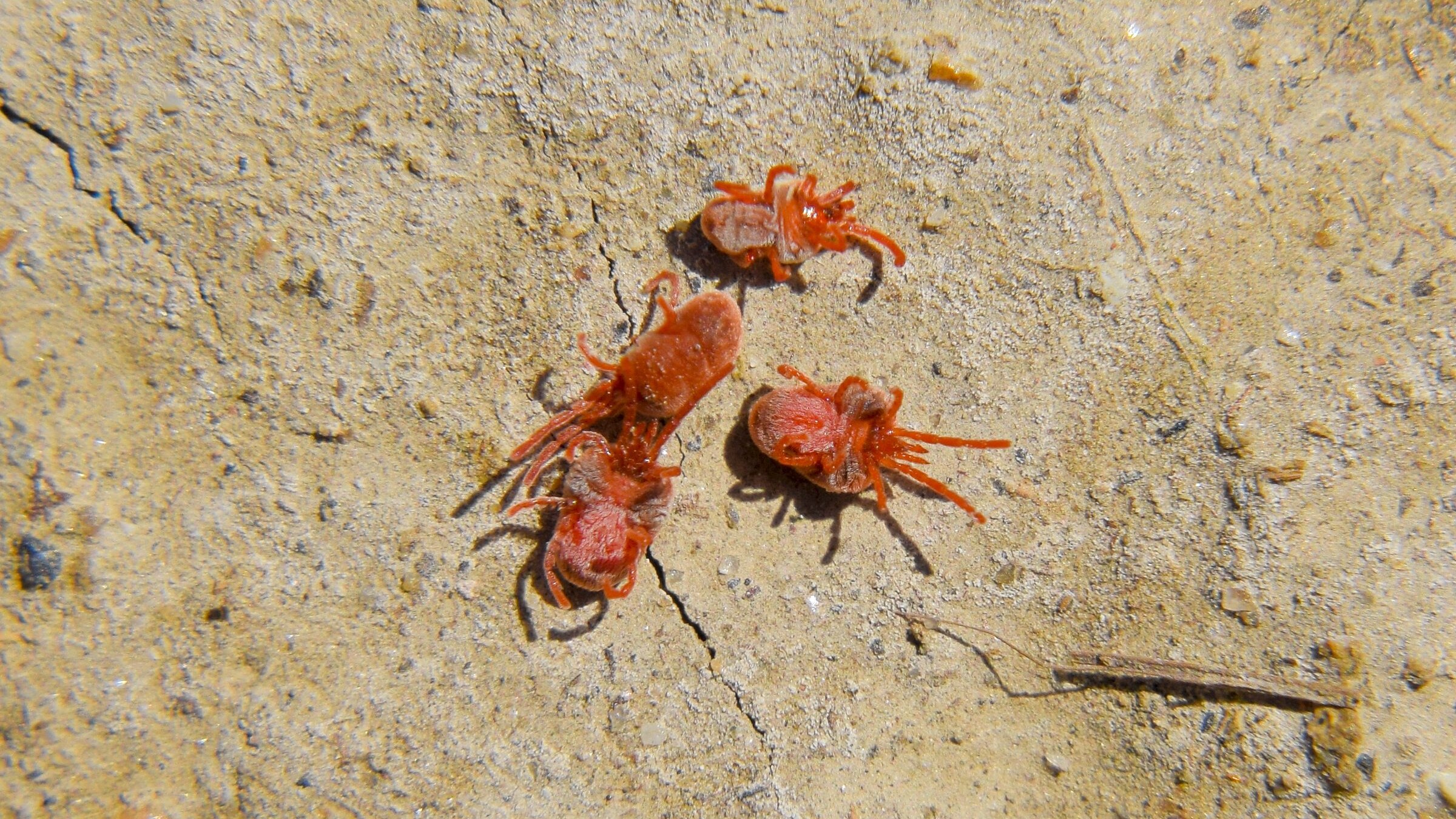 ragnetti rossi mura acari