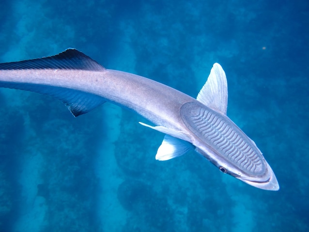remora disco ventosa