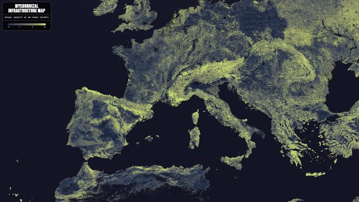 mappa funghi mondiale