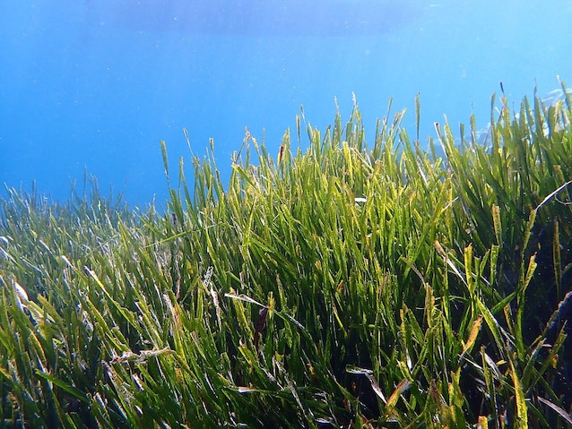 Posidonia_oceanica
