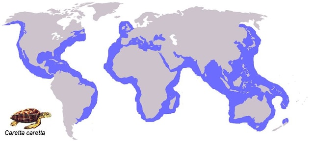 Areale caretta caretta