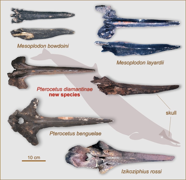 Figure7-Diamantina-necropolis