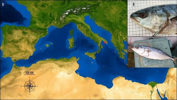 ricciola giapponese nel mediterraneo