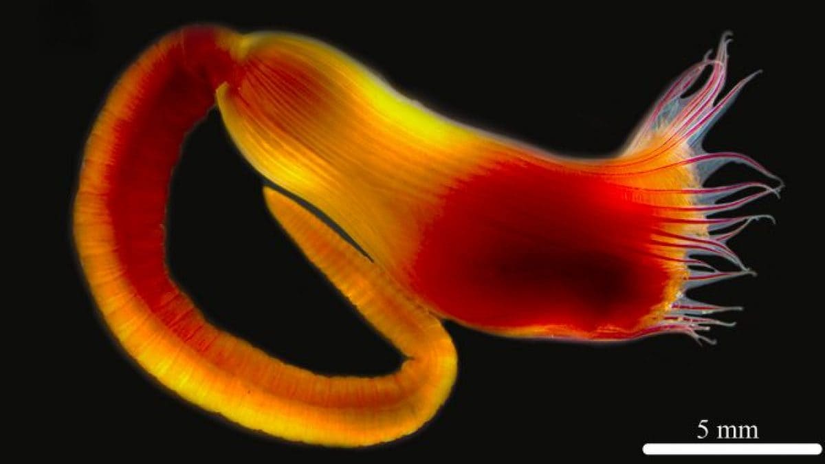 Myxicola albertoangelai