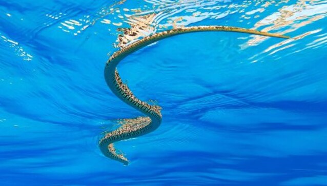 colubro ferro di cavallo mare