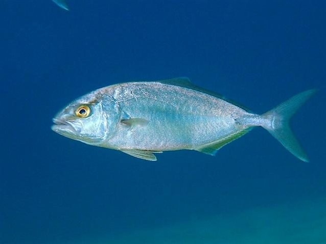 ricciola comune